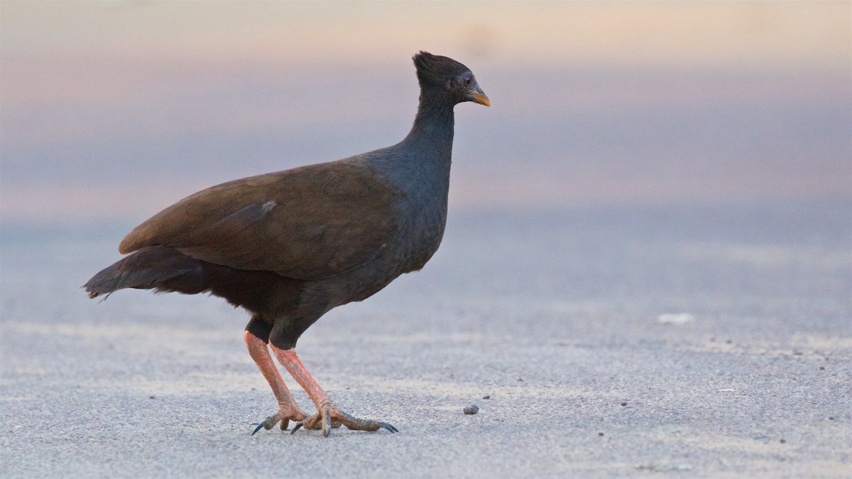 Orange-footed Megapode - ML646053589