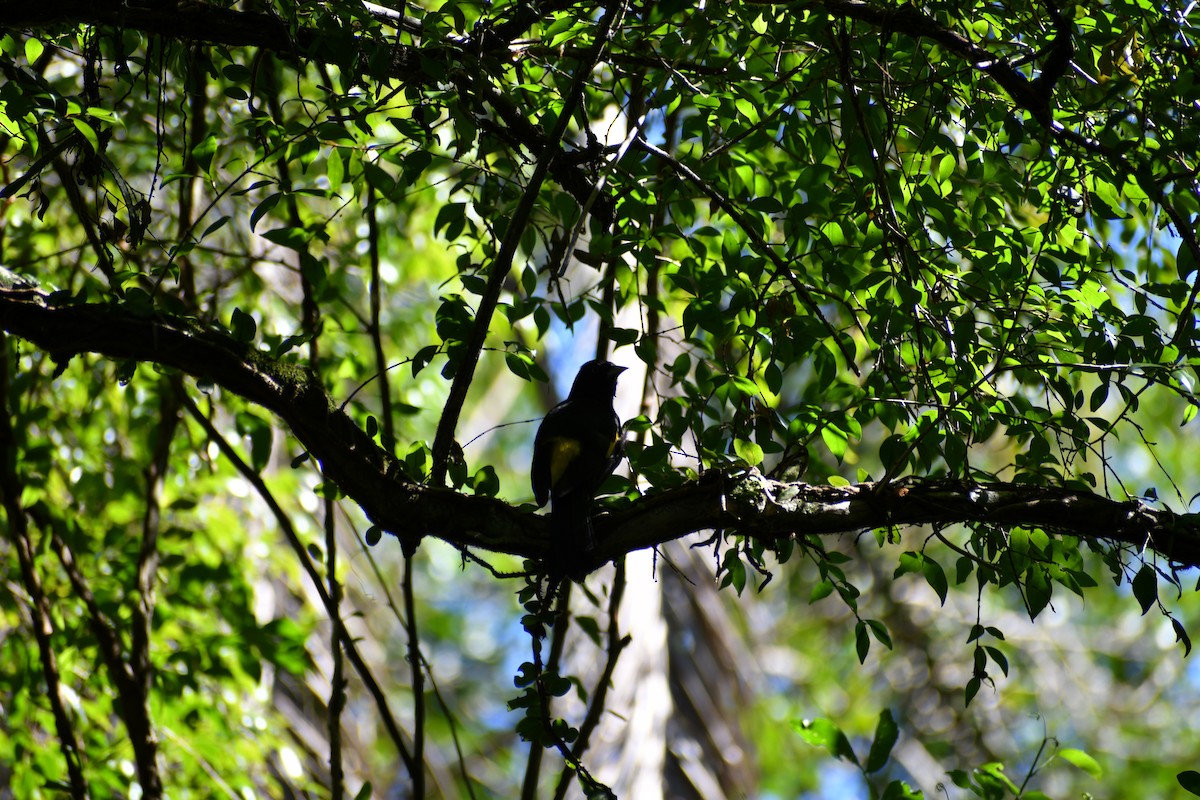 Golden-winged Cacique - ML646053596