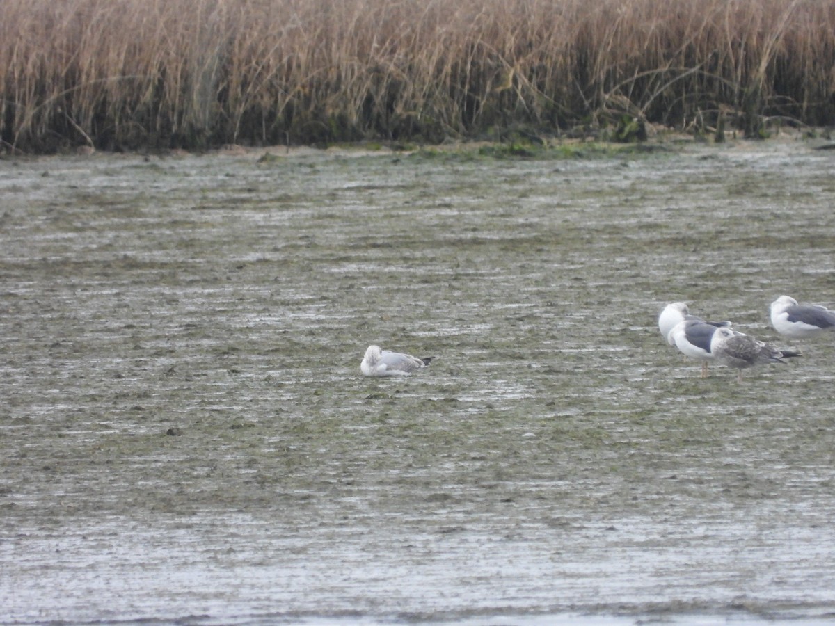 European Herring Gull - ML646053597