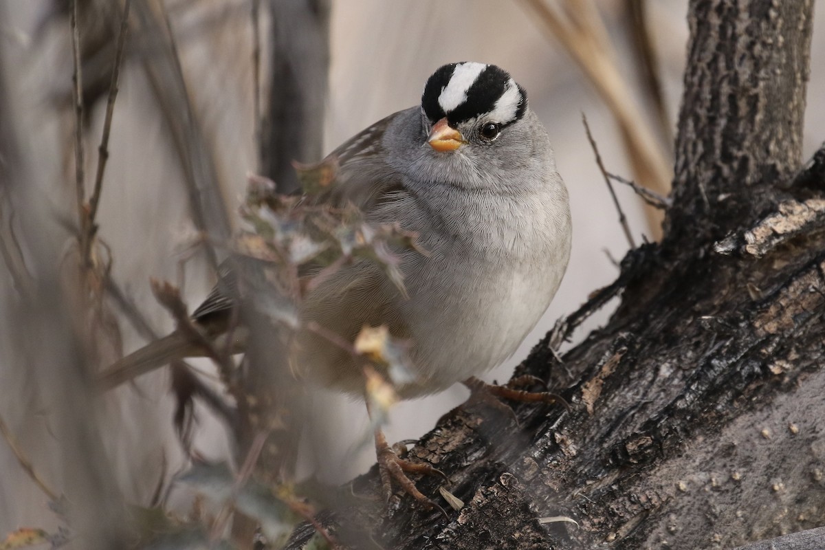 strnadec bělopásý - ML646053598