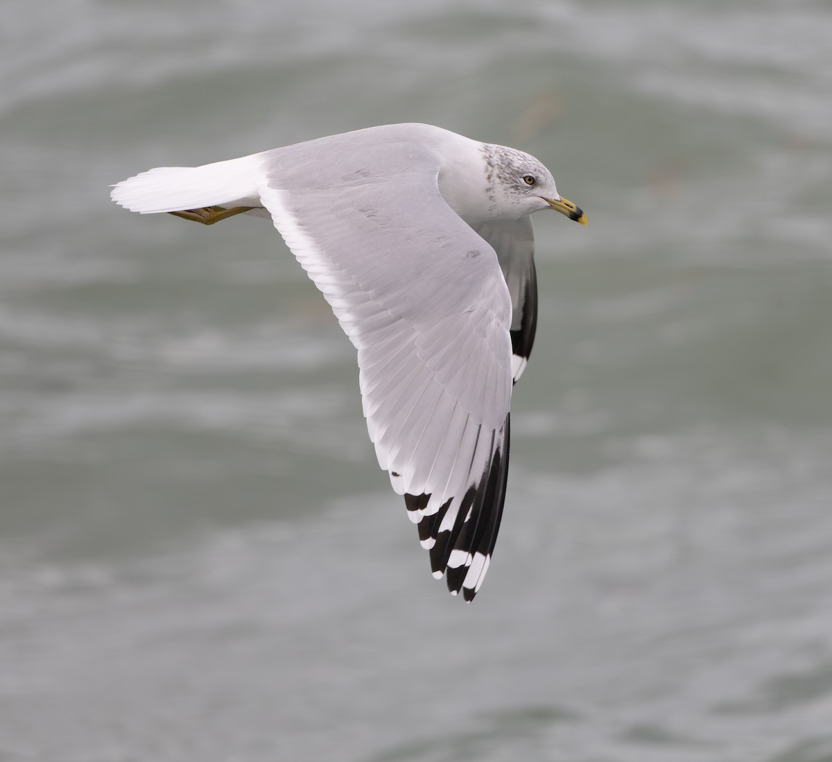 Gaviota de Delaware - ML646053615