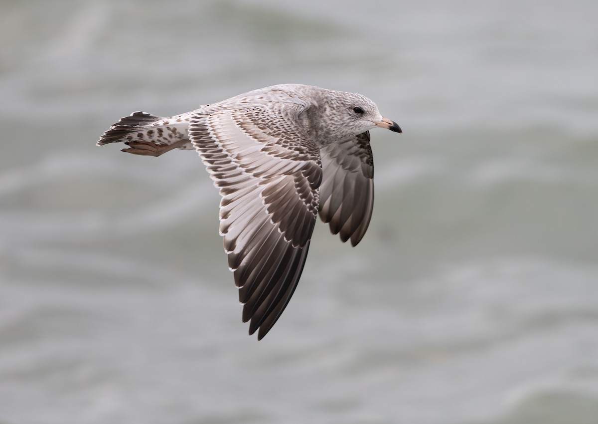 Gaviota de Delaware - ML646053616