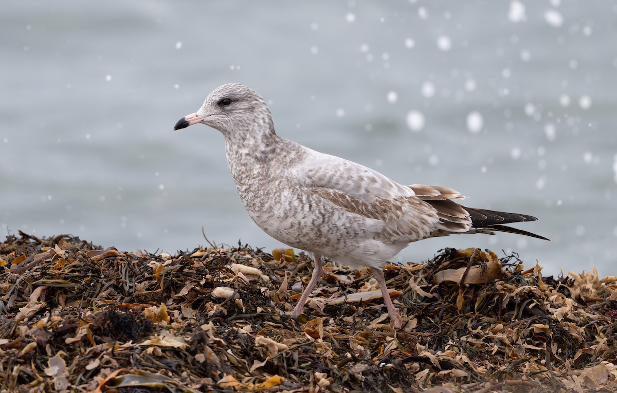 Gaviota de Delaware - ML646053617