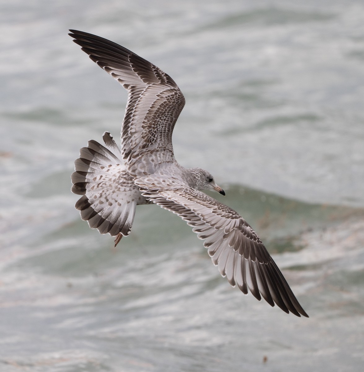 Gaviota de Delaware - ML646053618