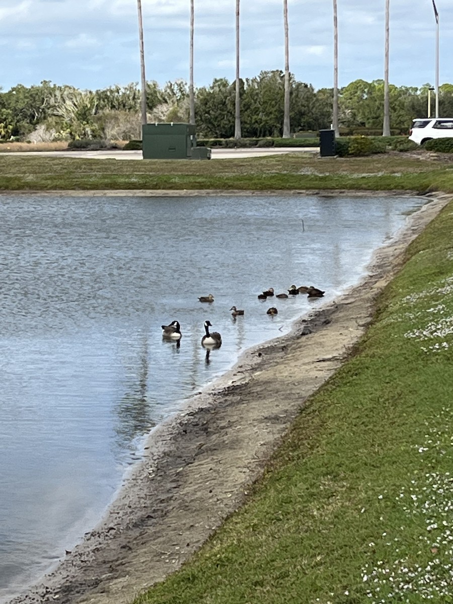 Canada Goose - ML646053619