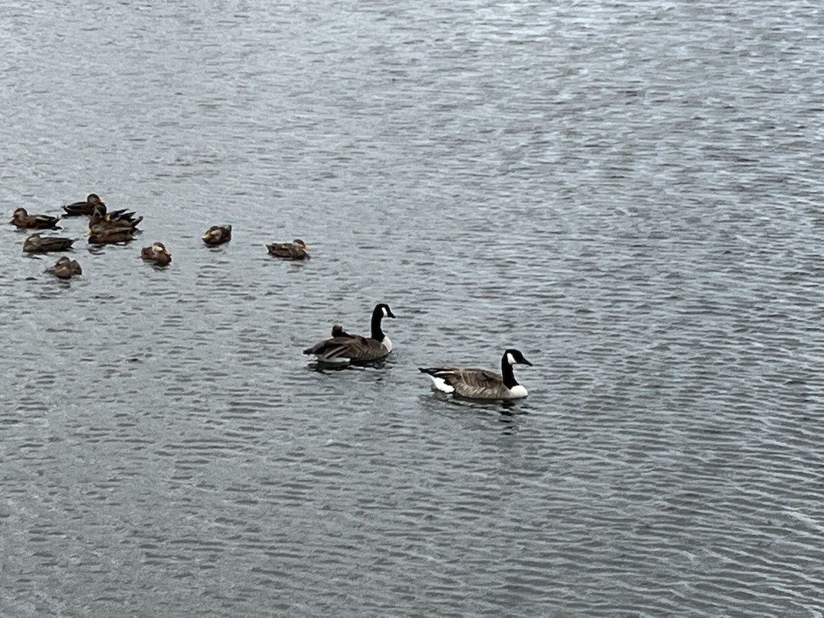 Canada Goose - ML646053621