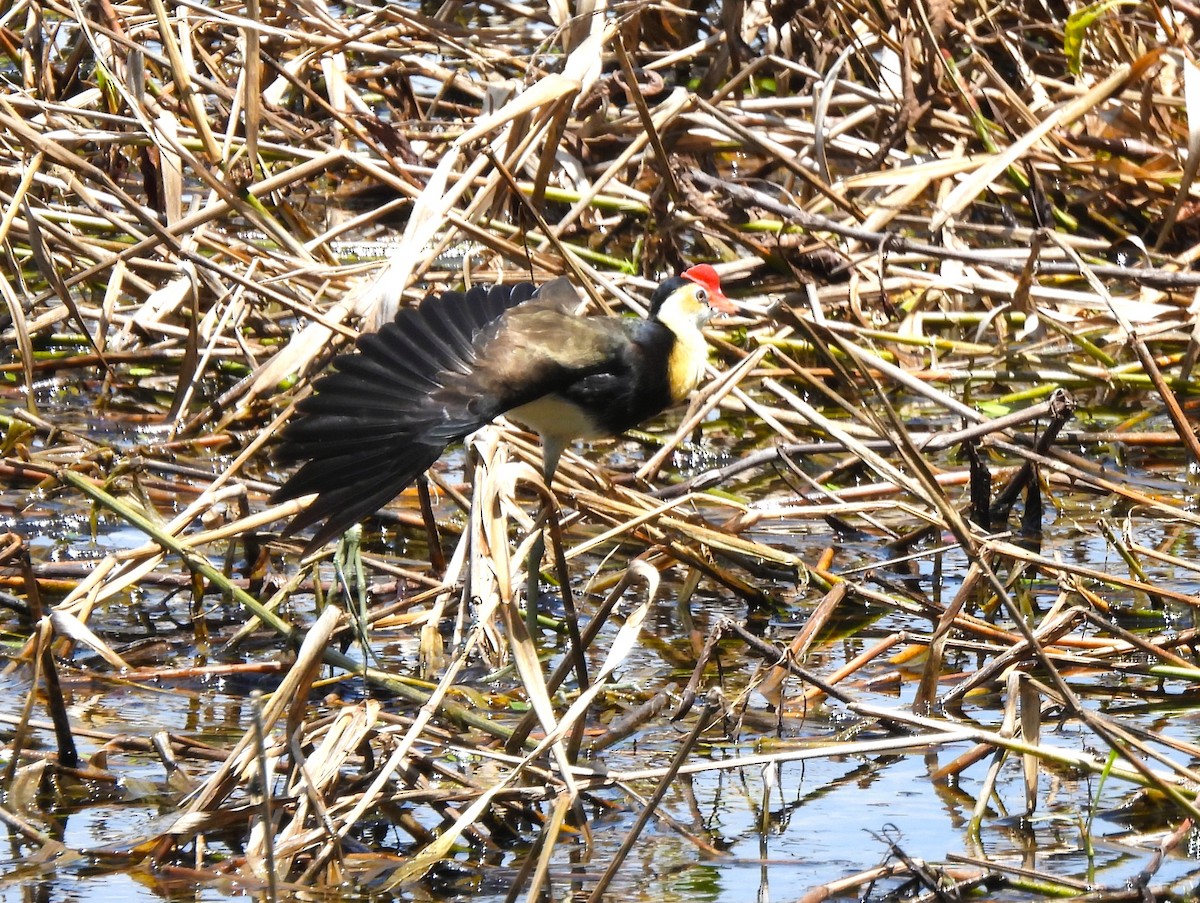 Comb-crested Jacana - ML646053622