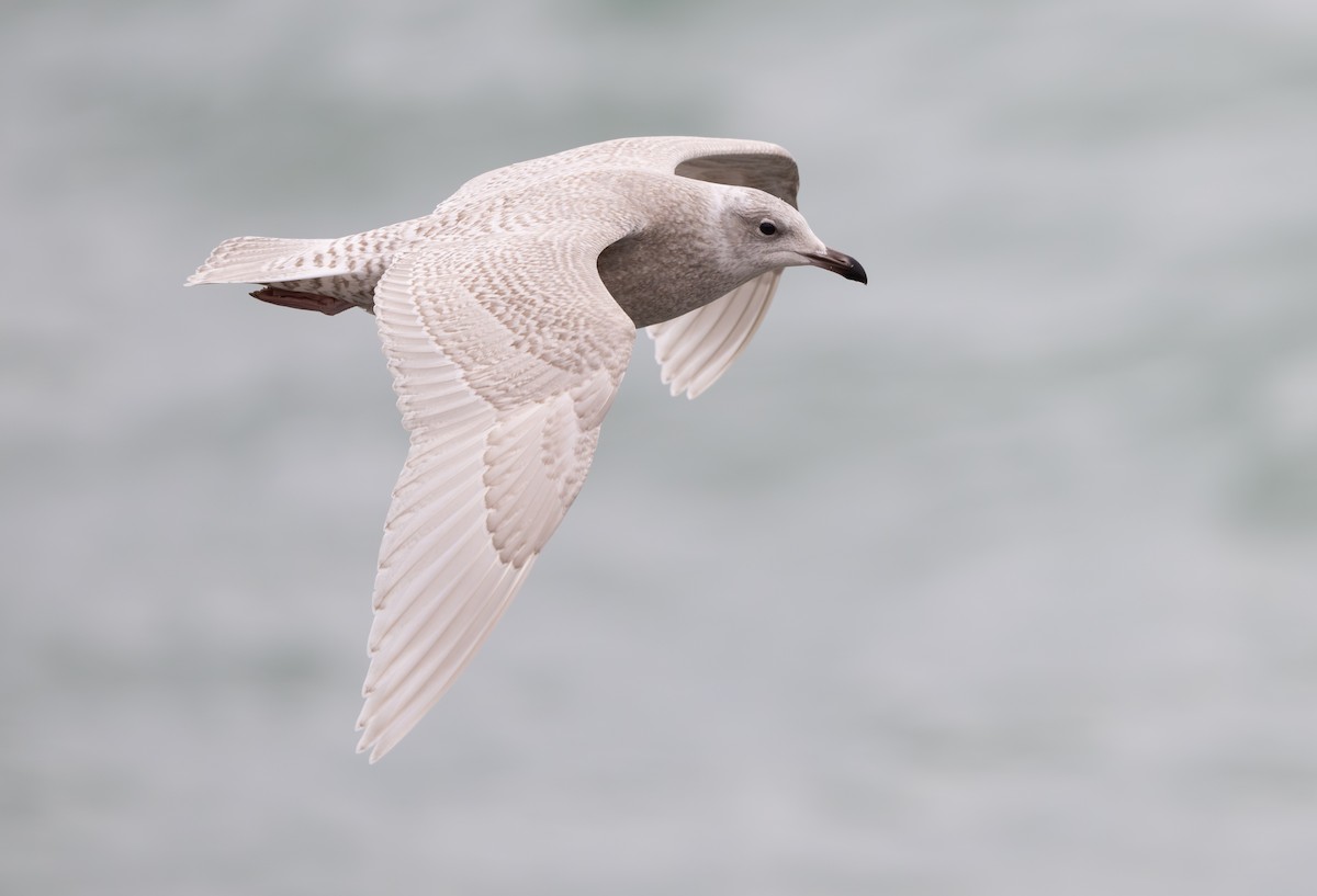 Aura Gallipavo - ML646053625