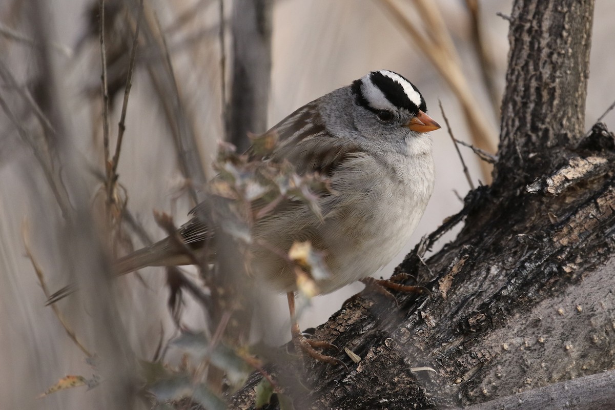 strnadec bělopásý - ML646053626