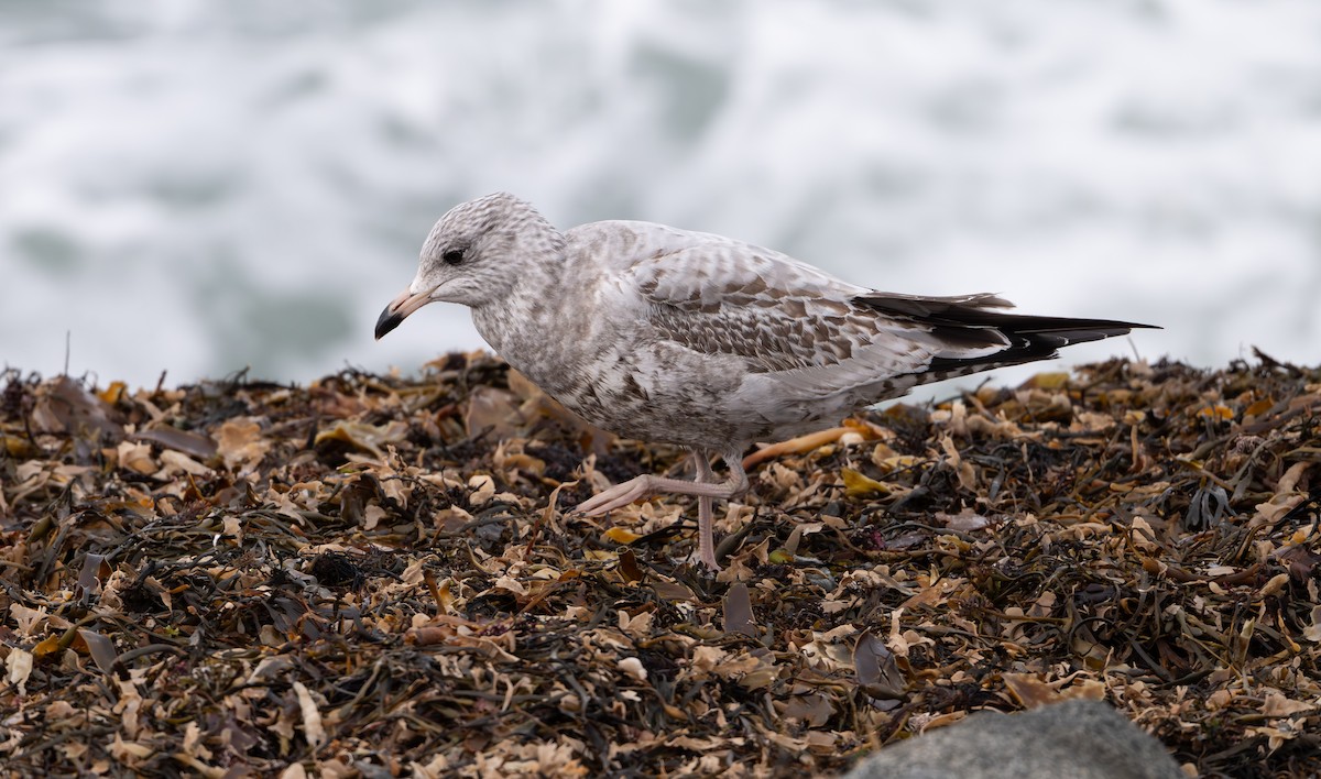 Gaviota de Delaware - ML646053628