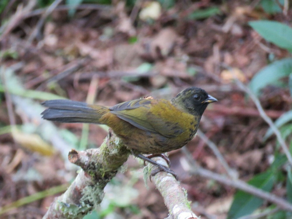 Large-footed Finch - ML646053629
