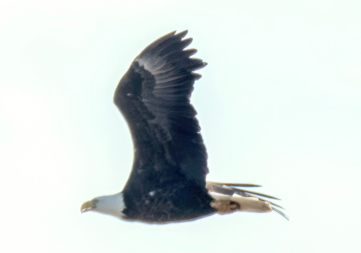 Орлан білоголовий - ML646053630