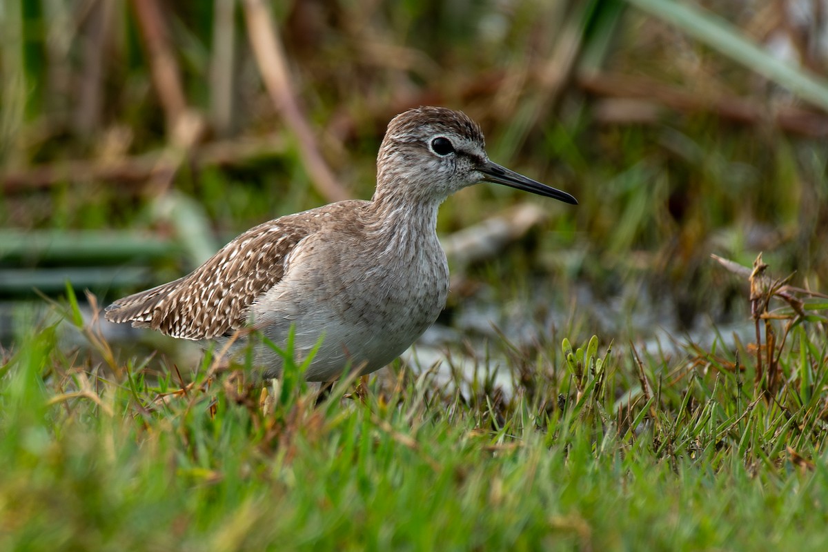 タカブシギ - ML646053631