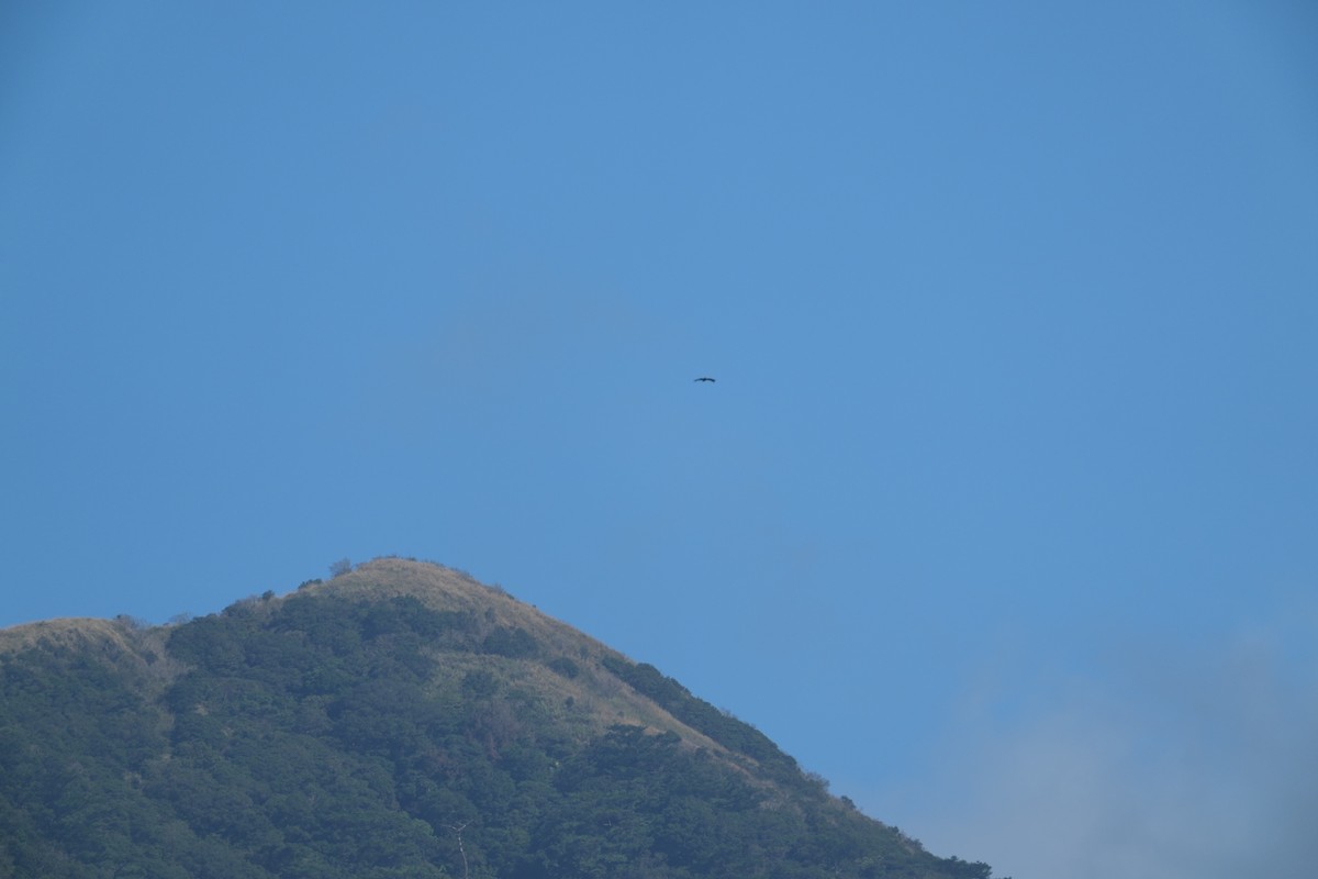 Black Eagle - ML646053635