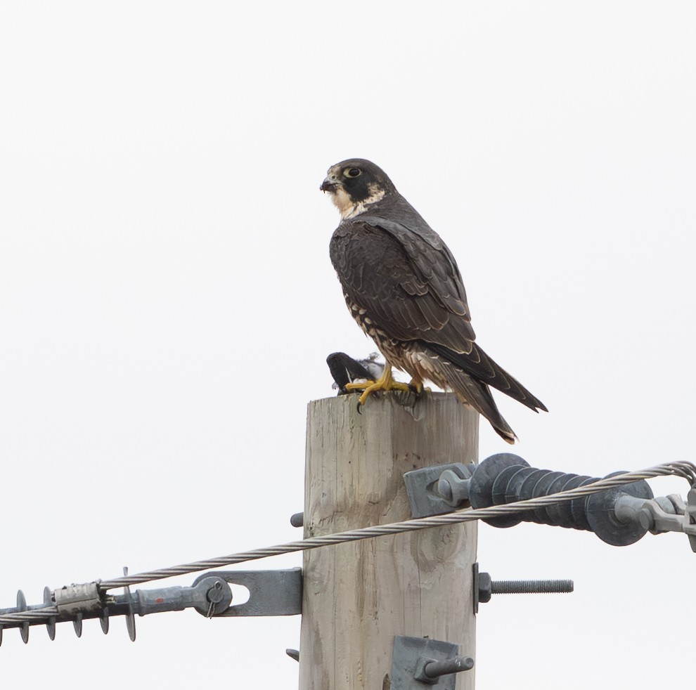 Halcón Peregrino - ML646053641