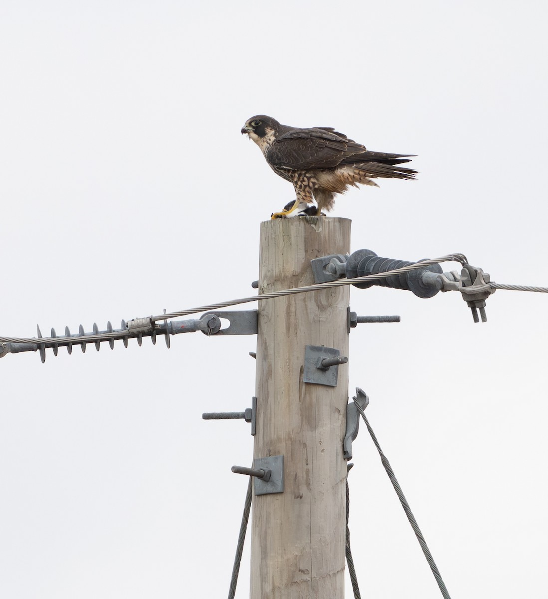 Halcón Peregrino - ML646053642