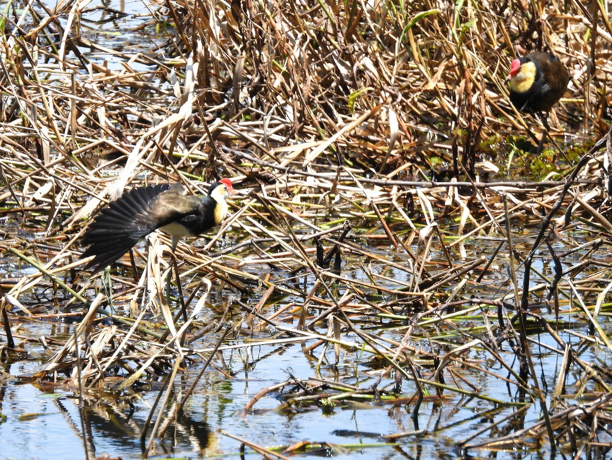 Comb-crested Jacana - ML646053645