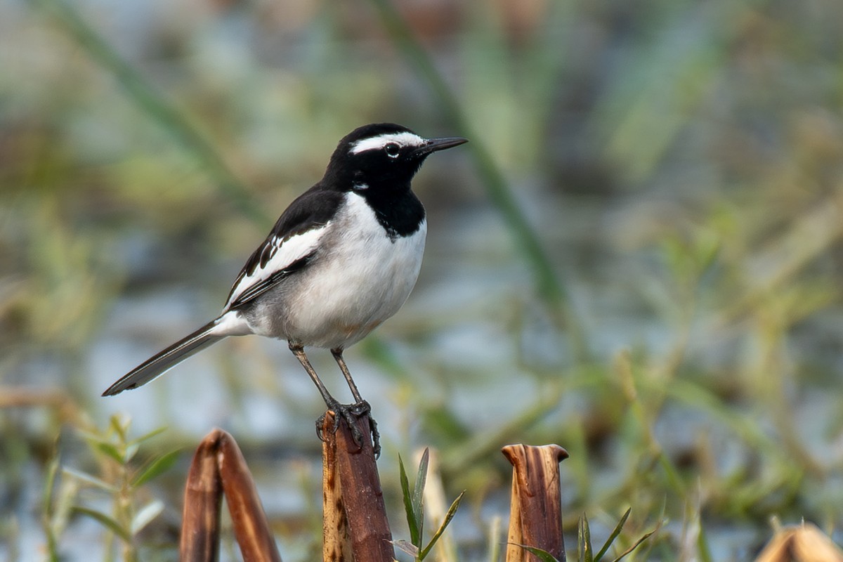 Плиска білоброва - ML646053646