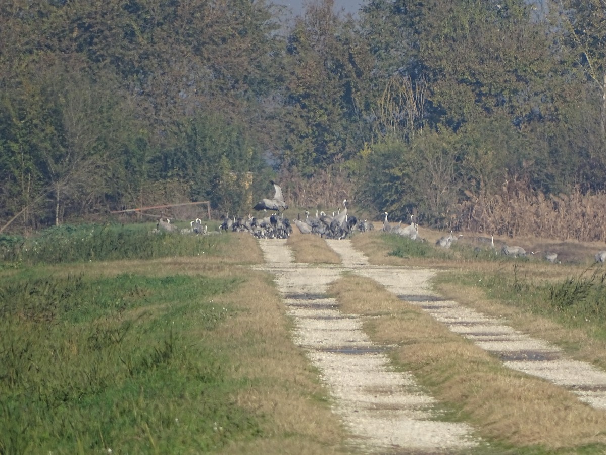 Common Crane - ML646053651