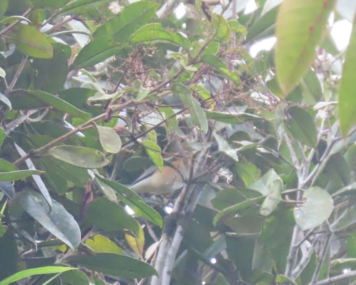 Пісняр-лісовик каштановий - ML646053656