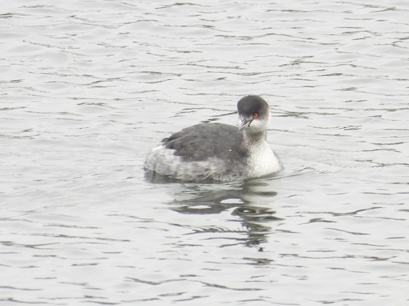 Eared Grebe - ML646053660