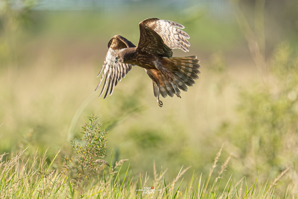 Pied Harrier - ML646053662