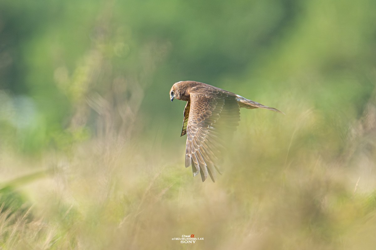 Pied Harrier - ML646053663