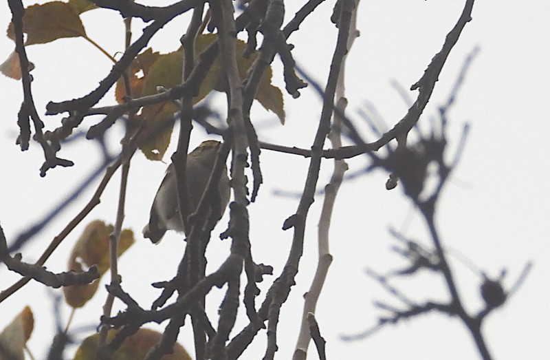 Pallas's Leaf Warbler - ML646053669