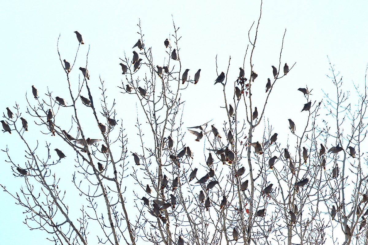 黃連雀 - ML646053672