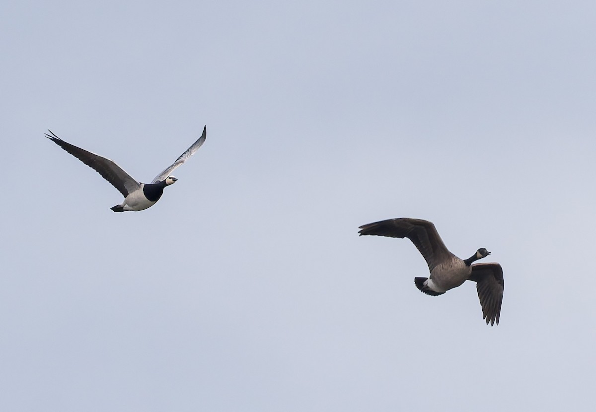 Barnacle Goose - ML646053673