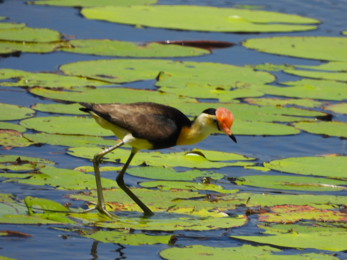 Comb-crested Jacana - ML646053675