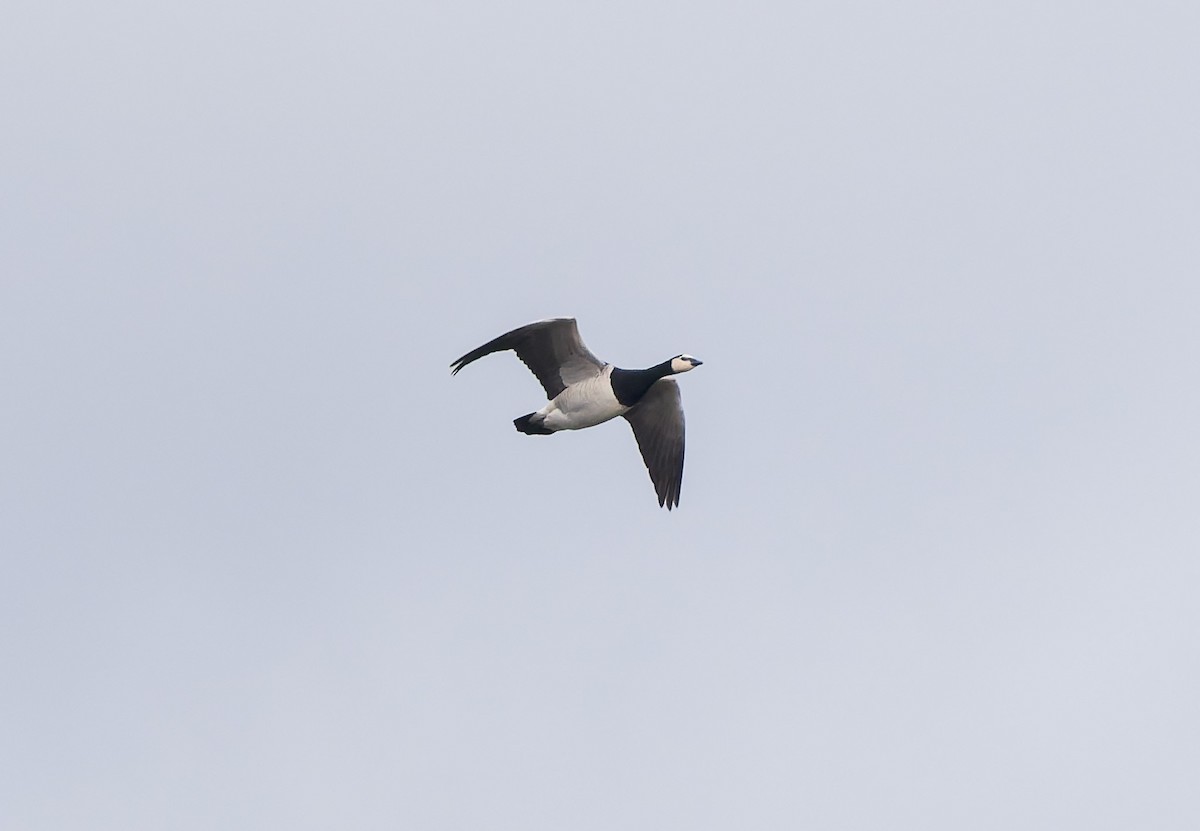 Barnacle Goose - ML646053685