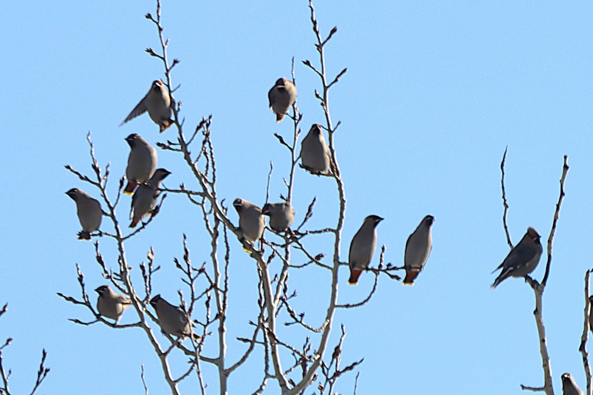 黃連雀 - ML646053690