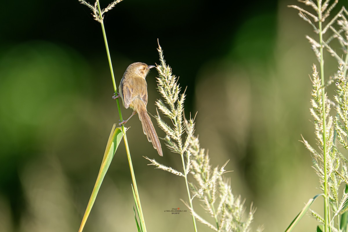 Plain Prinia - ML646053693