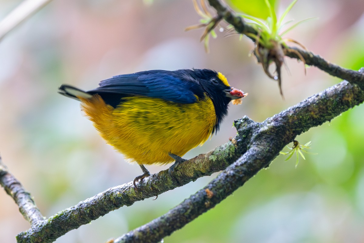 Fulvous-vented Euphonia - ML646053695