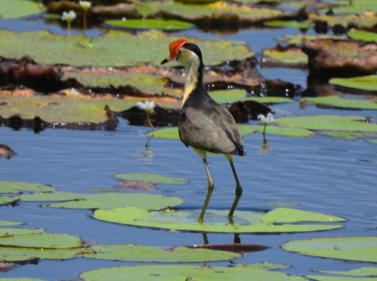Comb-crested Jacana - ML646053702