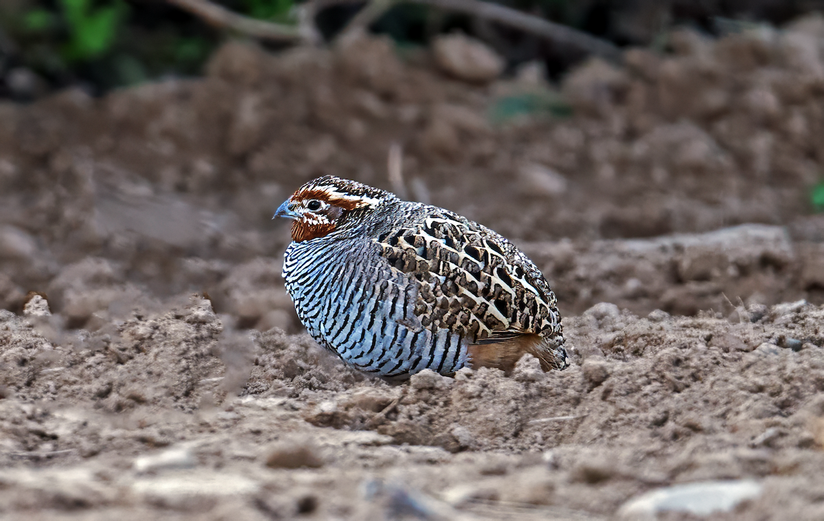 Jungle Bush-Quail - ML646053703