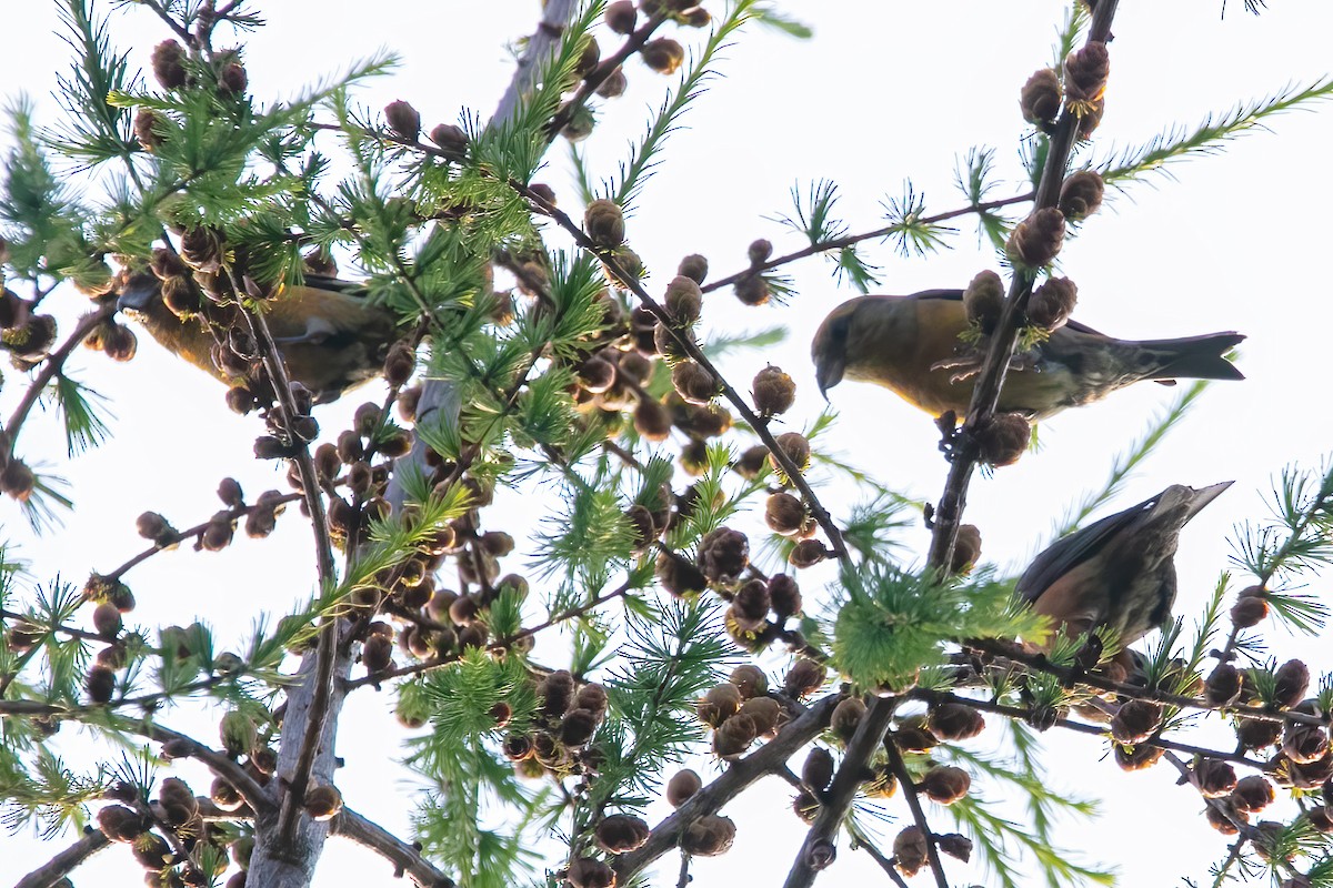 Çaprazgaga - ML646053704