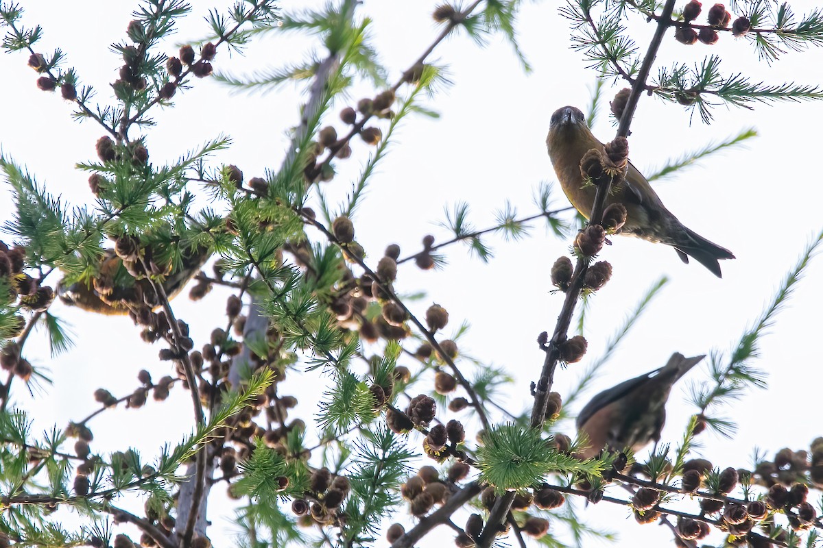 Çaprazgaga - ML646053705