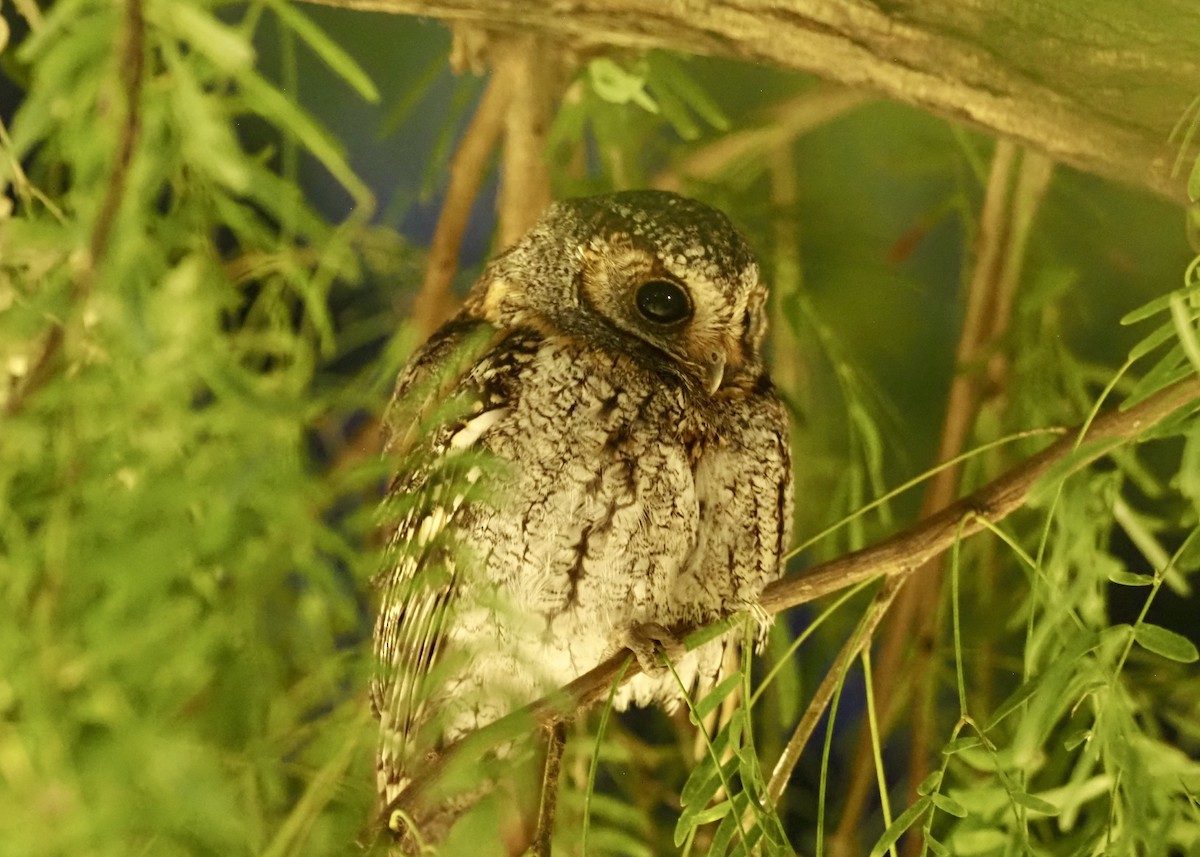 flammeugle - ML646053711