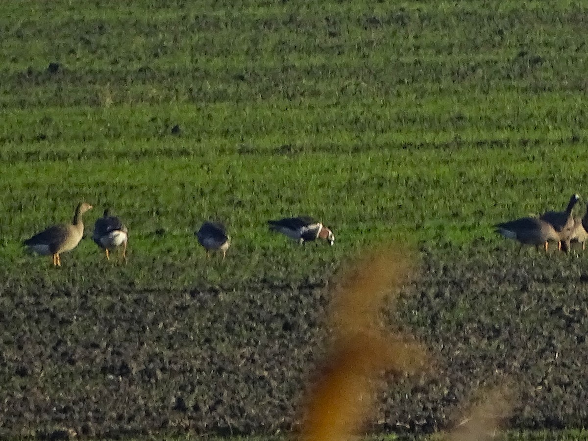 Red-breasted Goose - ML646053723
