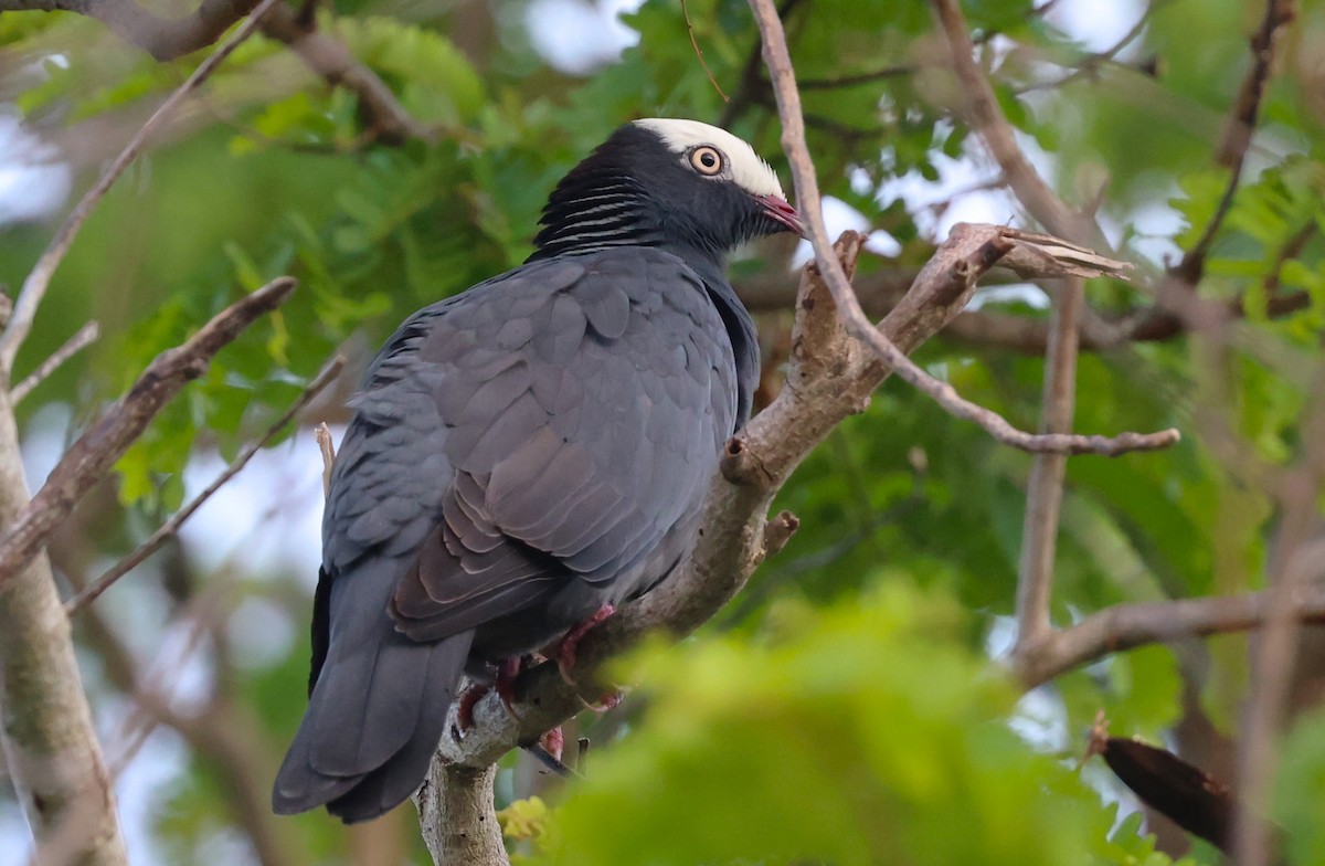 White-crowned Pigeon - ML646053733
