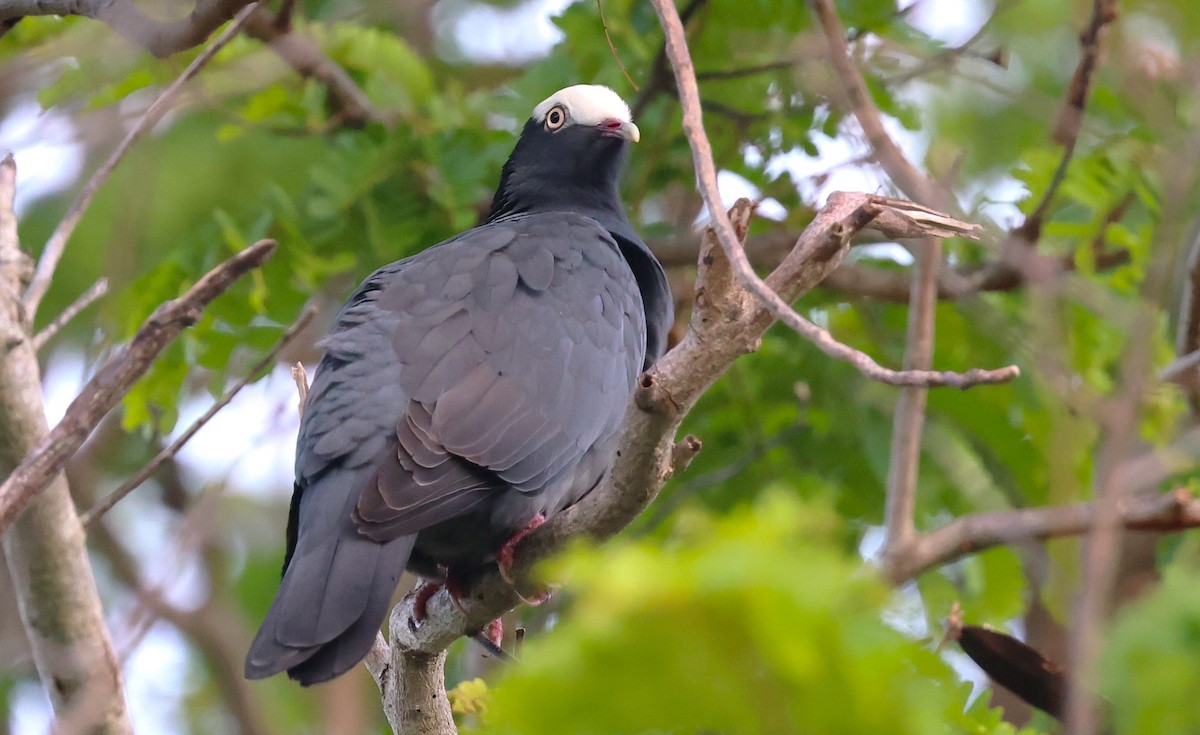 White-crowned Pigeon - ML646053734