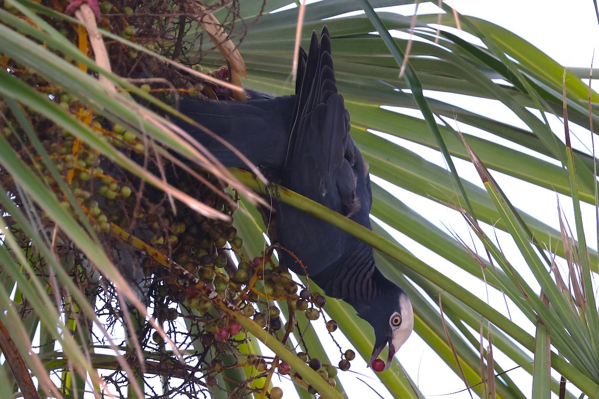 White-crowned Pigeon - ML646053735