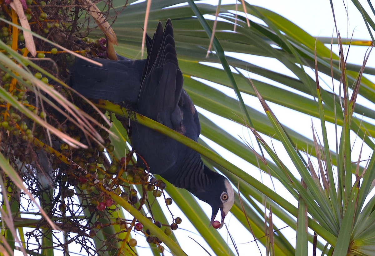 White-crowned Pigeon - ML646053736