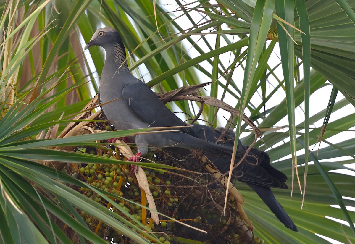 White-crowned Pigeon - ML646053737