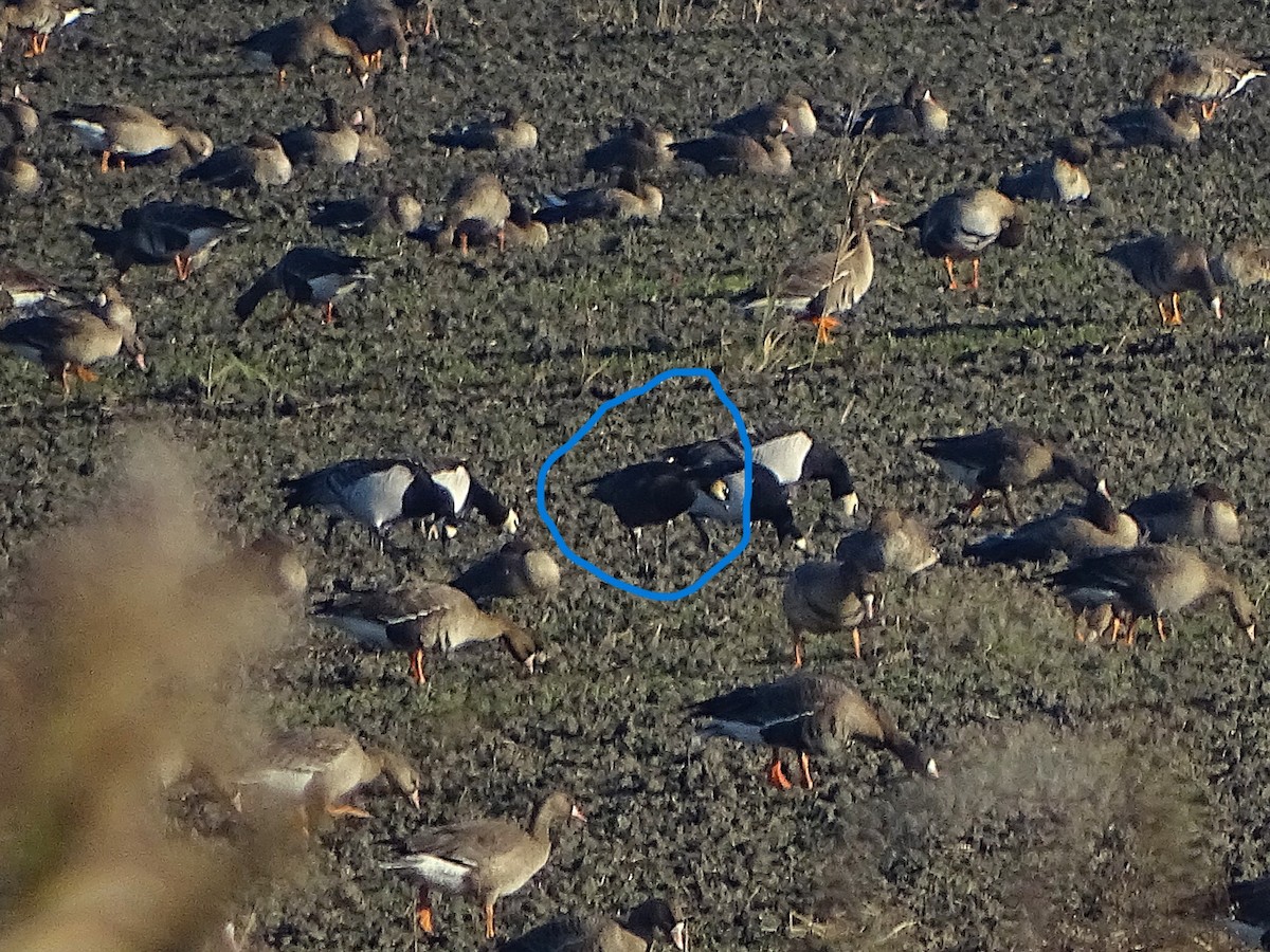 Barnacle x Red-breasted Goose (hybrid) - ML646053739