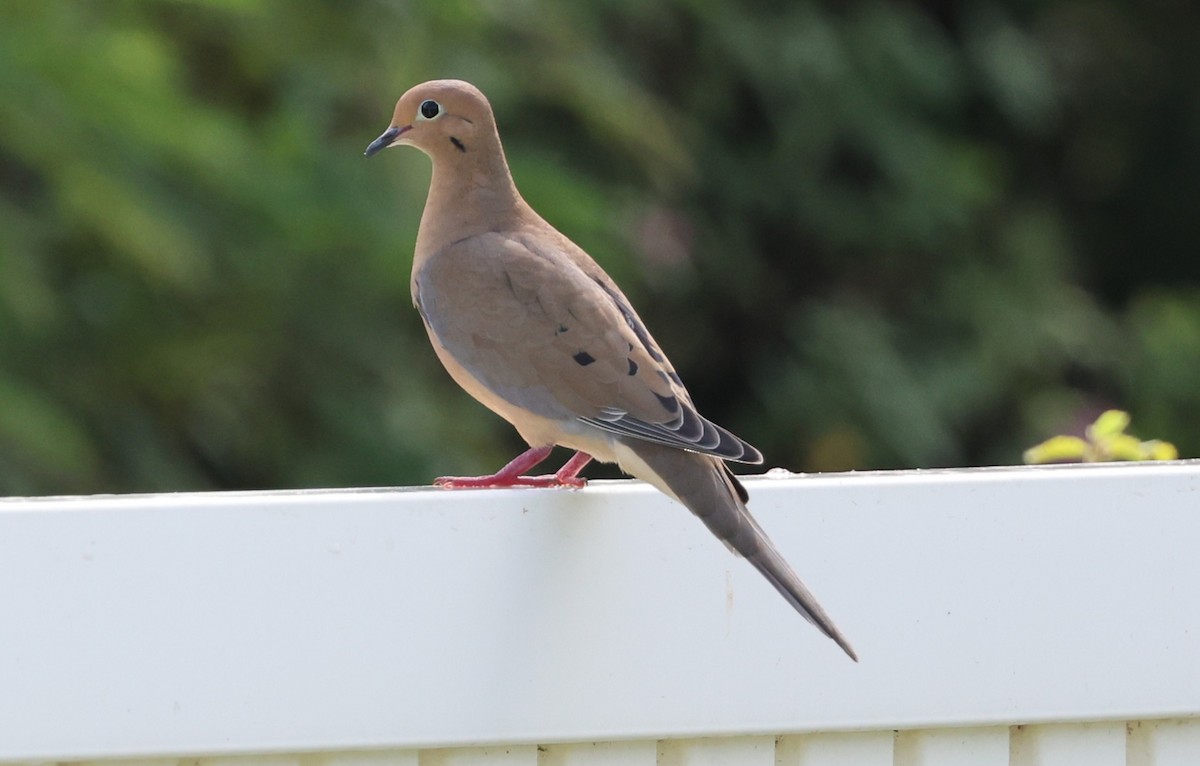 Mourning Dove - ML646053760