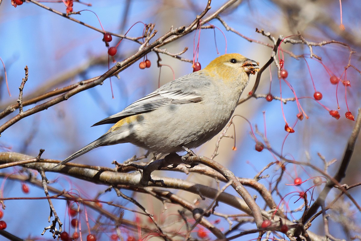Pine Grosbeak - ML646053763