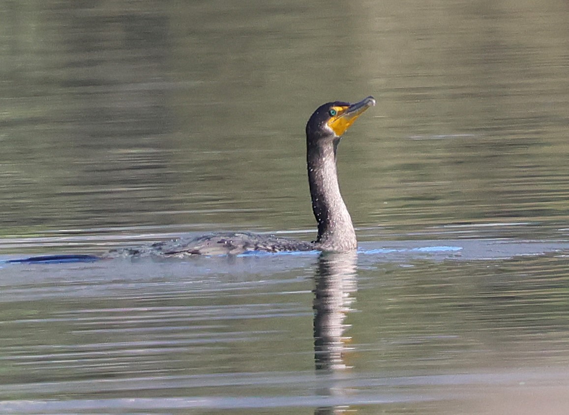 Double-crested Cormorant - ML646053764